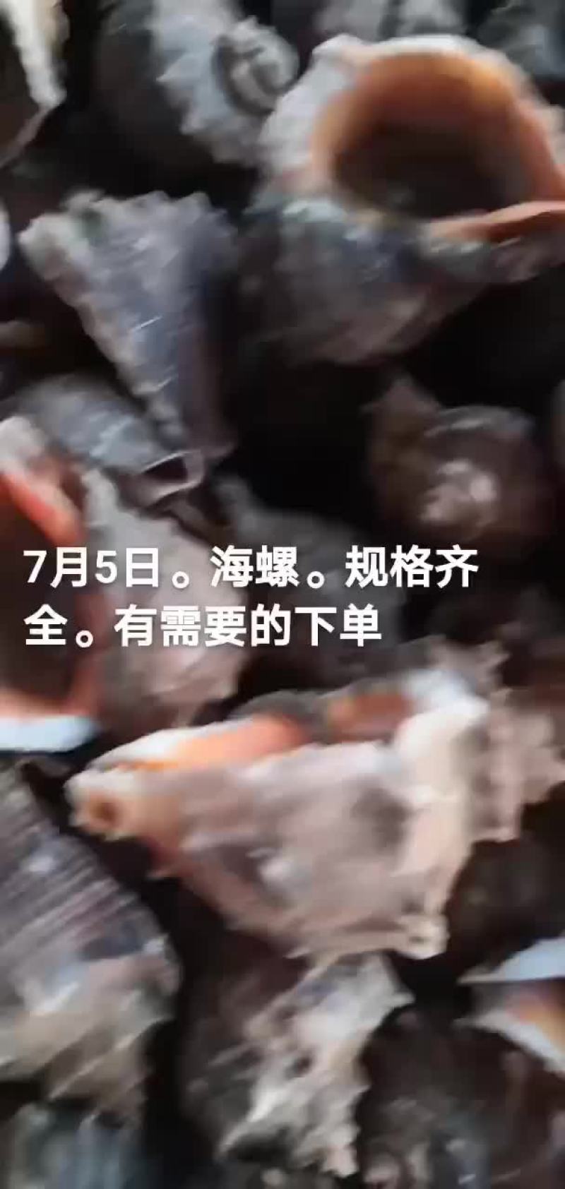 海螺