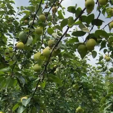 蜜枣梨
