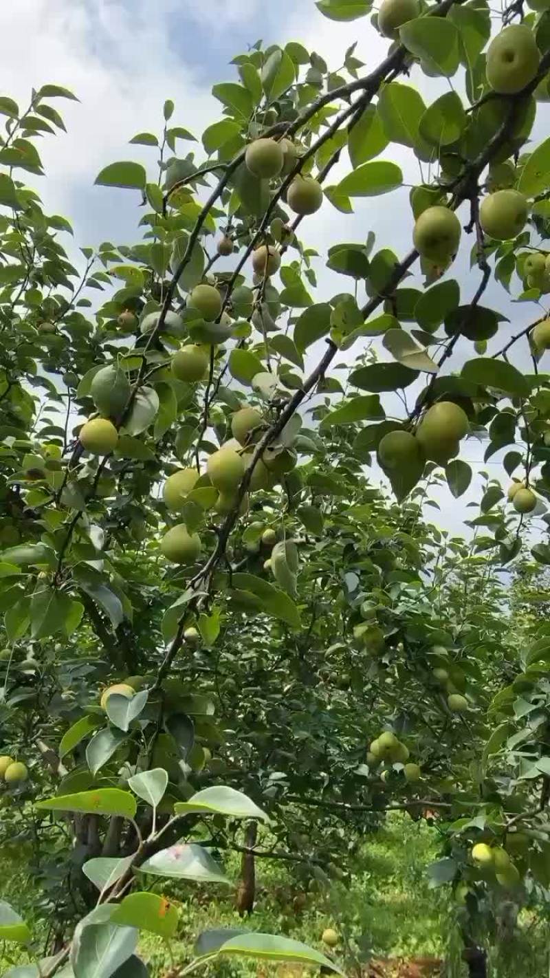 蜜枣梨