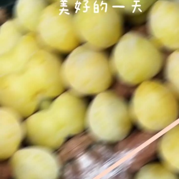 黄金耐李