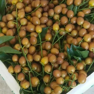 黑黄皮果