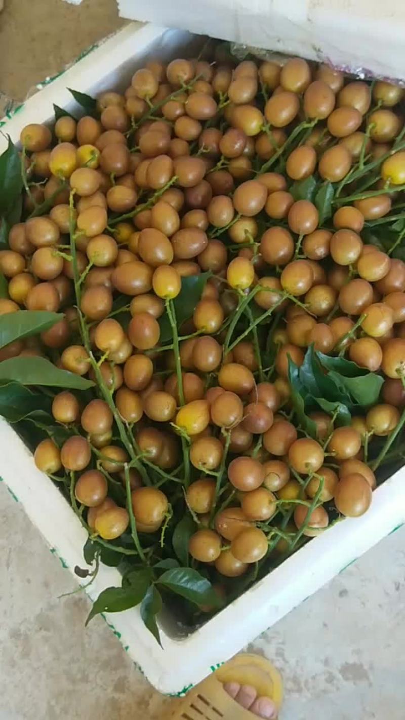 黑黄皮果