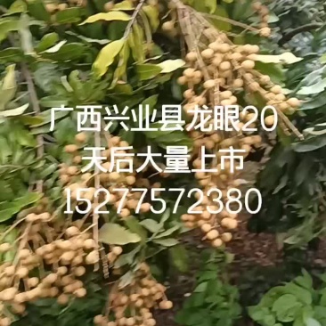 广西兴业县龙眼20天后大量上市