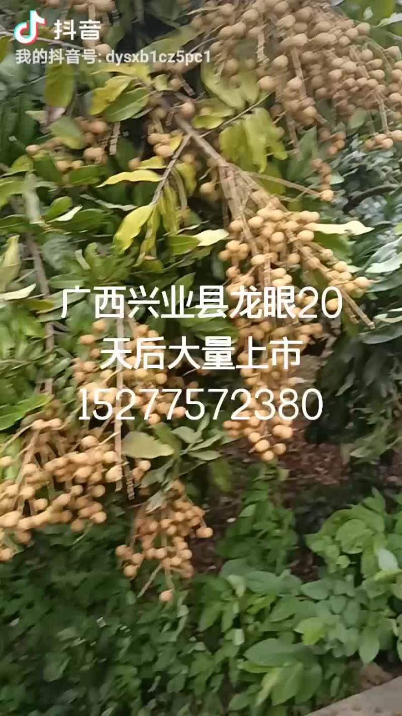 广西兴业县龙眼20天后大量上市
