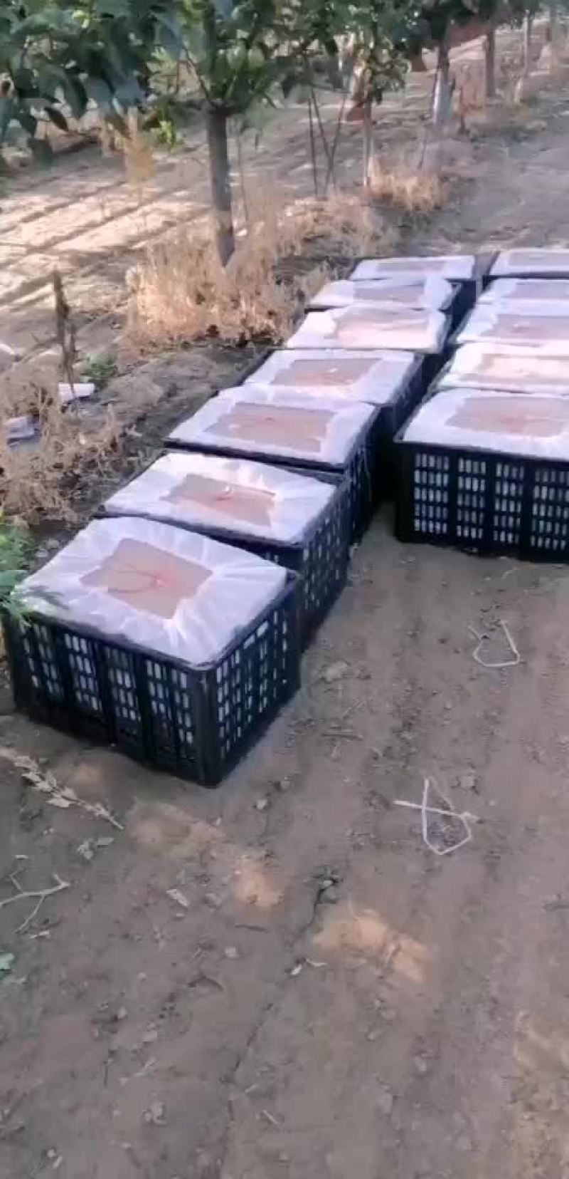 新梨七