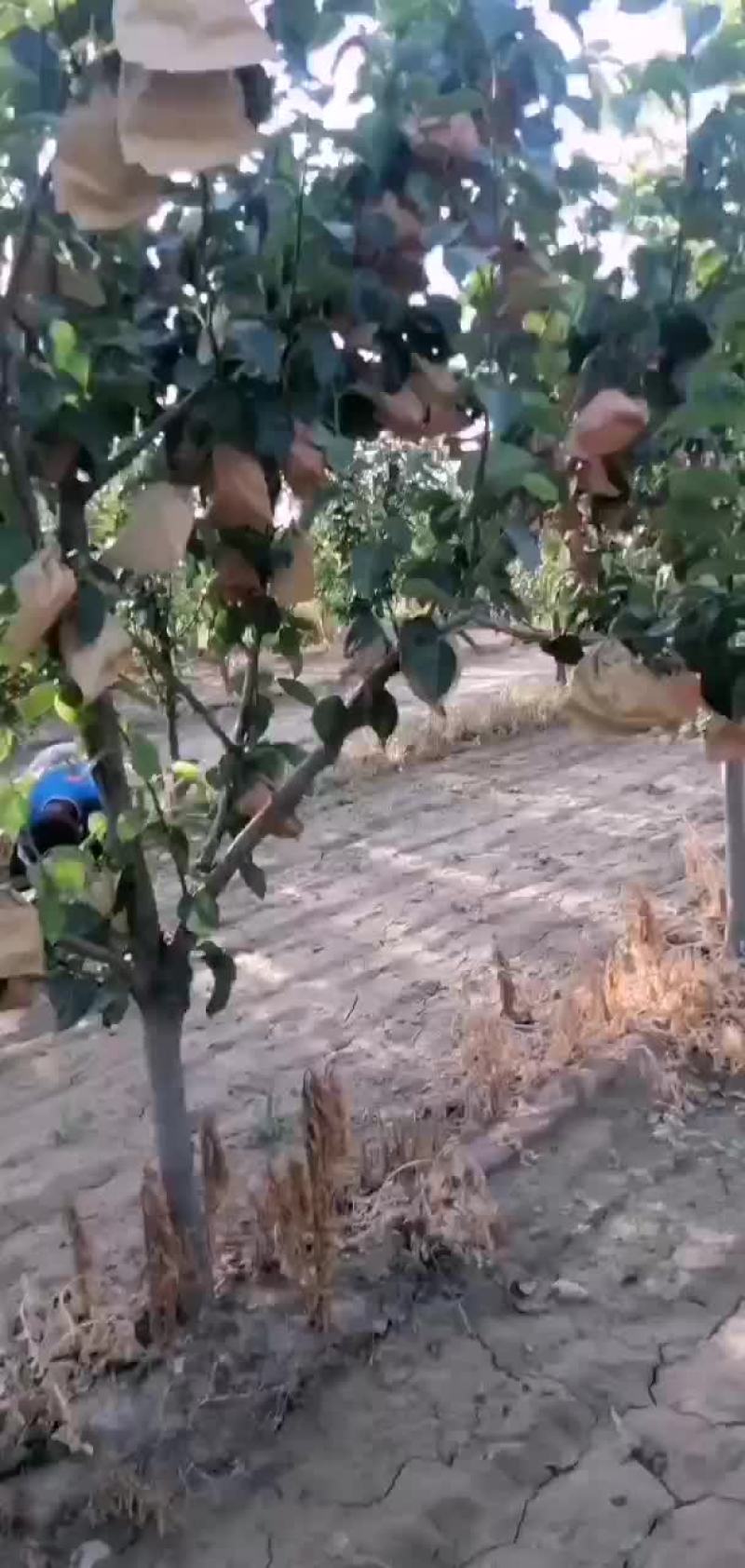 新梨七
