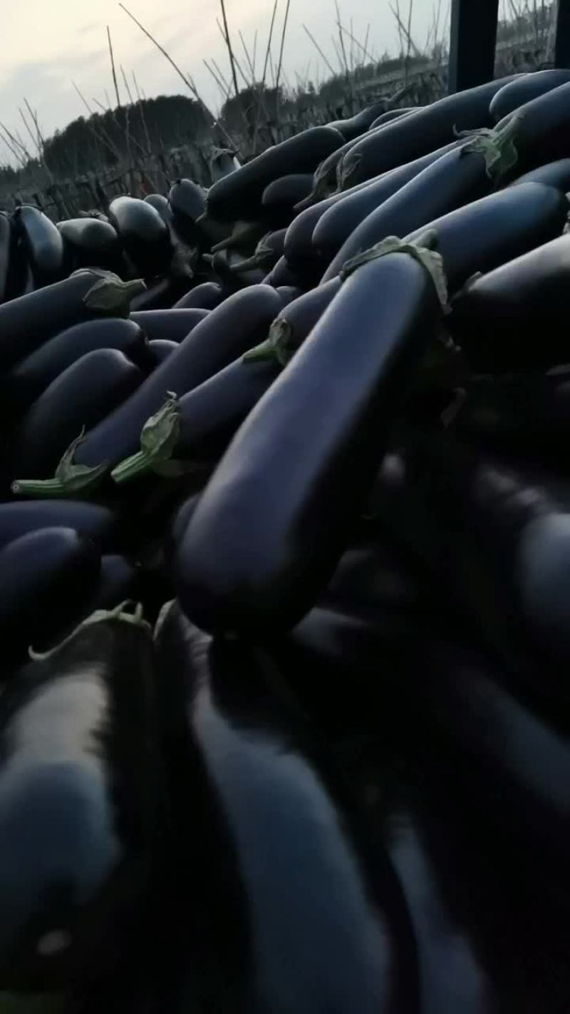 黑长茄