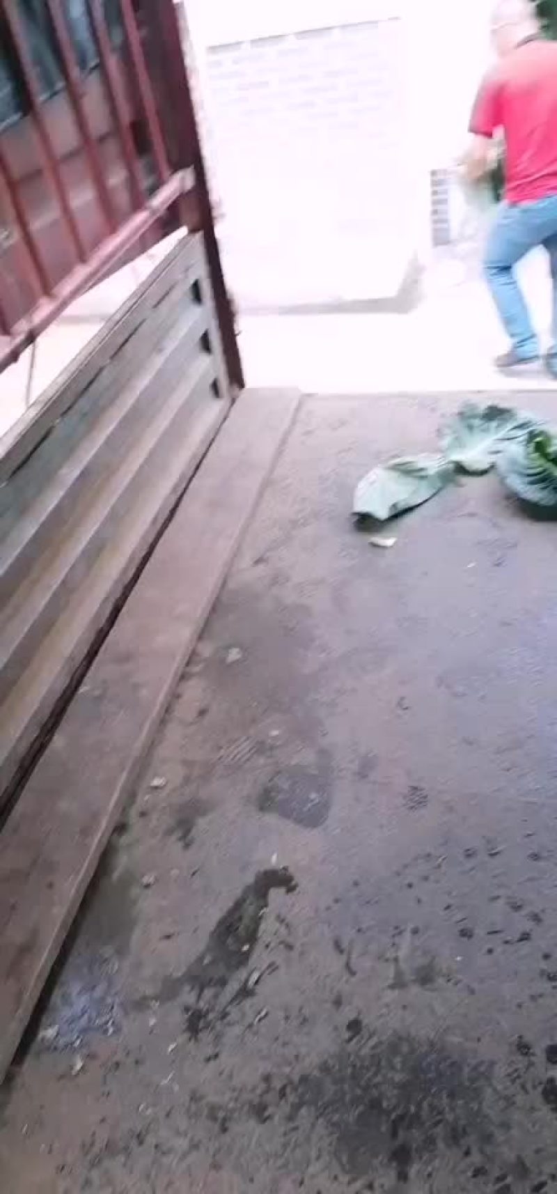 蔬菜