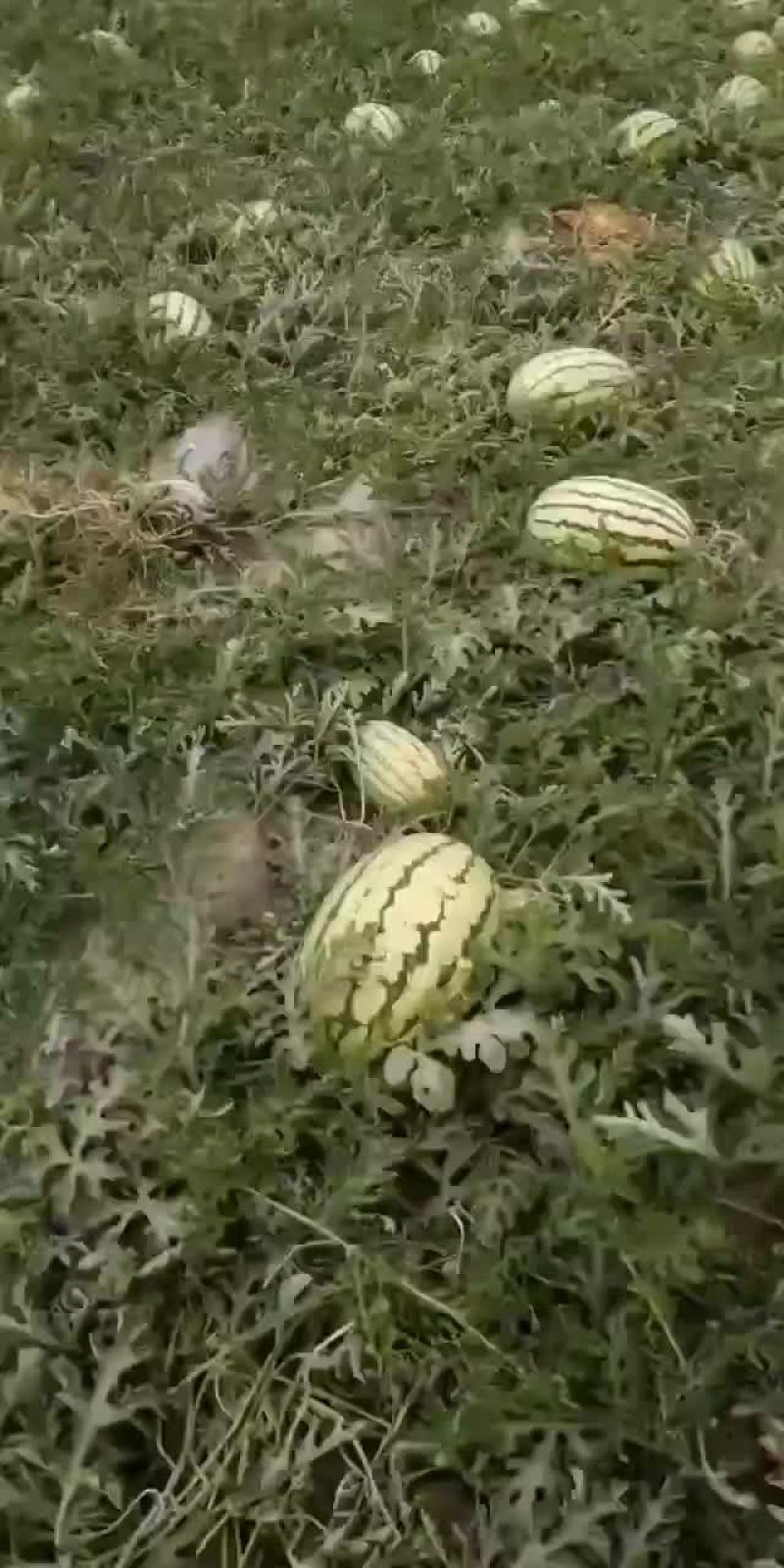 西瓜