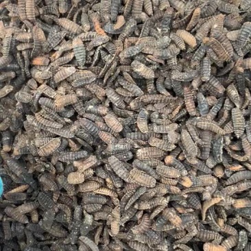 虫干低温烘干虫干喂鸡喂鱼喂鸭