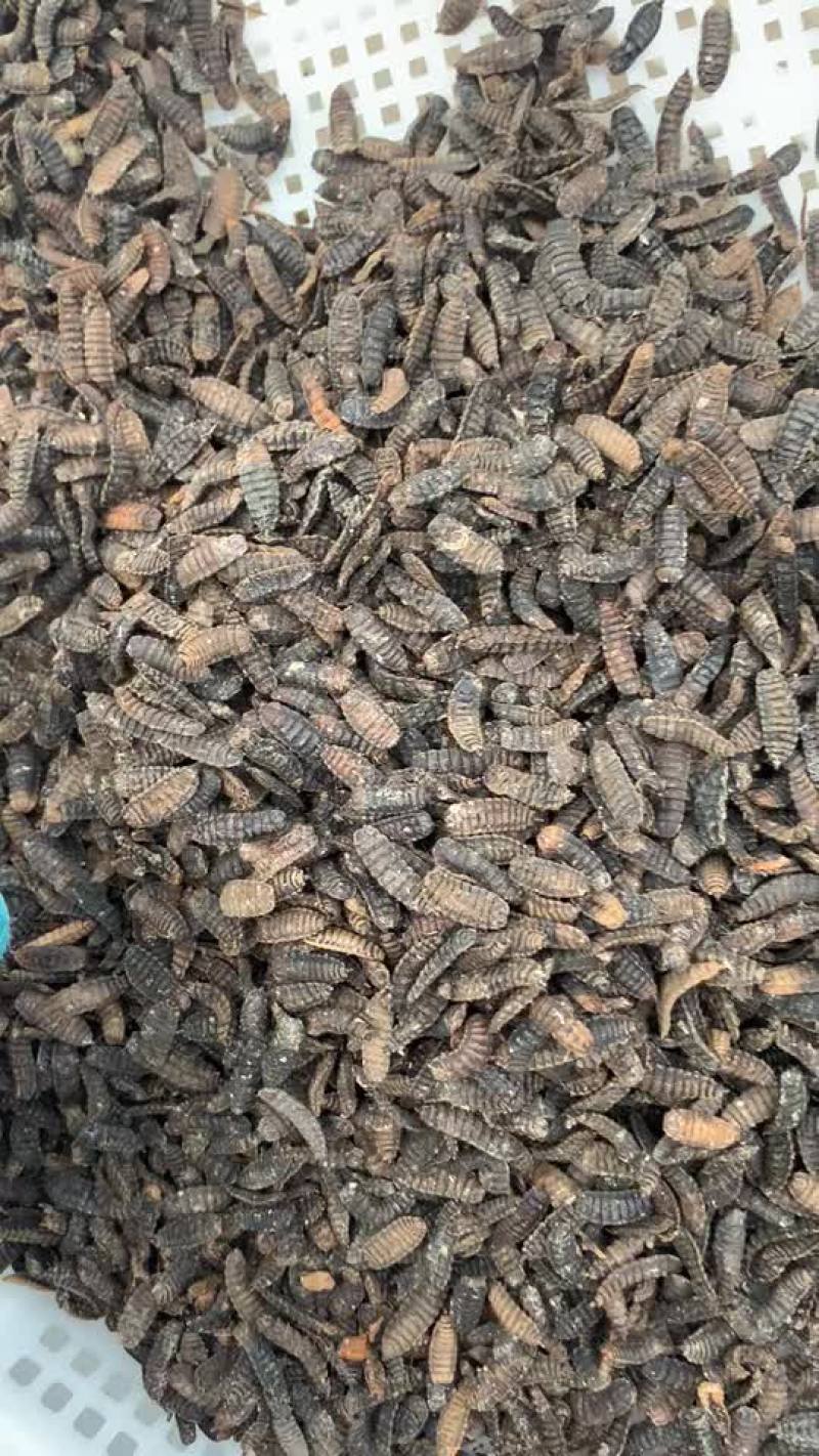 虫干低温烘干虫干喂鸡喂鱼喂鸭
