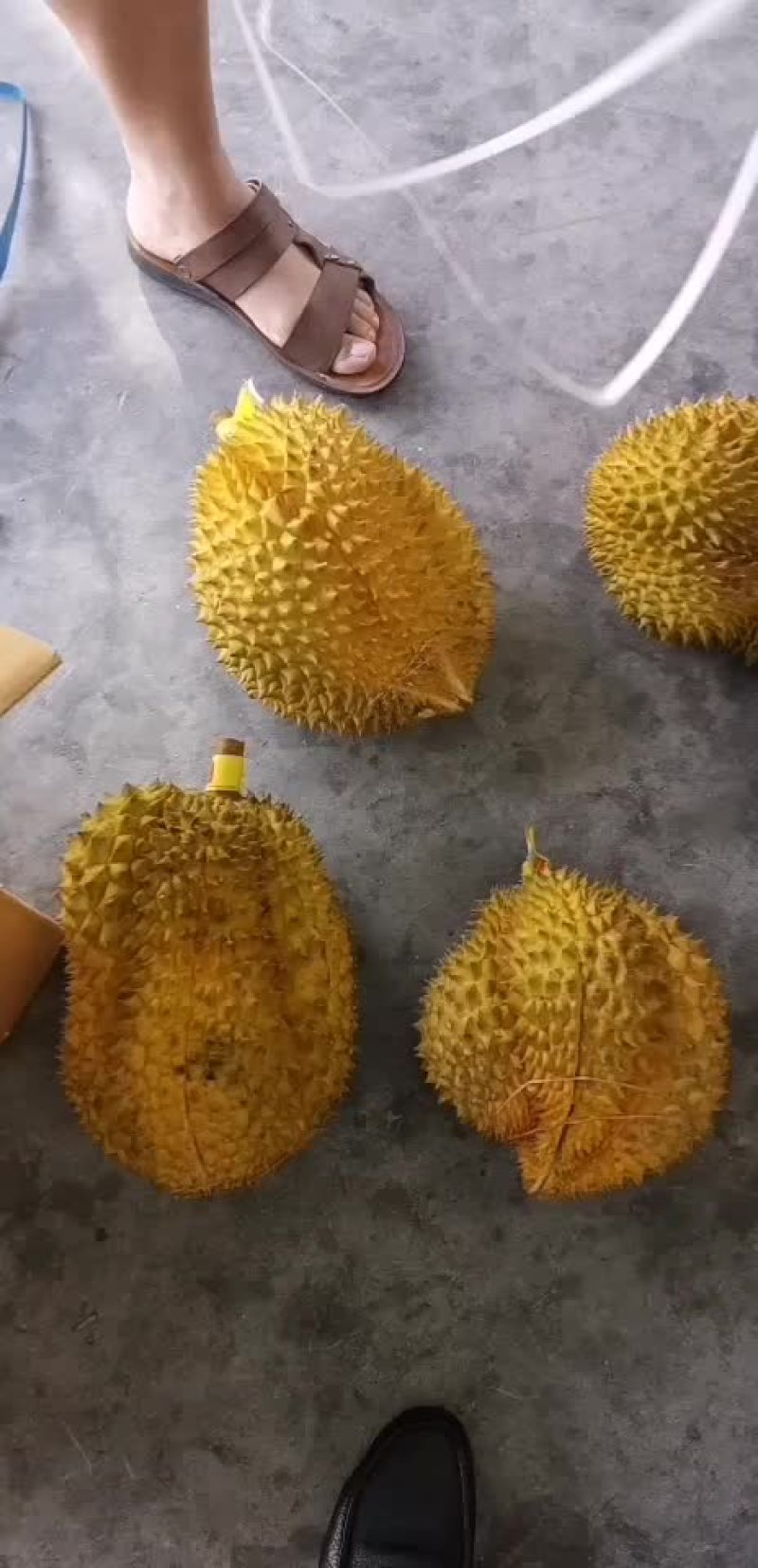 泰国金枕榴莲，长期有货，现场看货，售后保障，电商支持一件