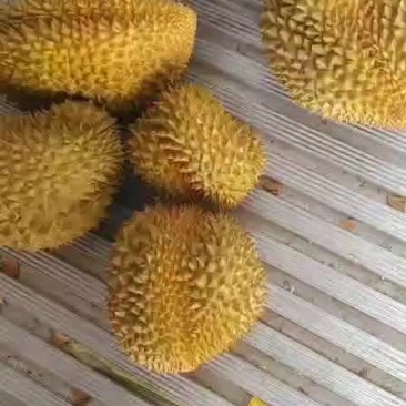 泰国金枕榴莲，长期有货，现场看货，售后保障，电商支持一件