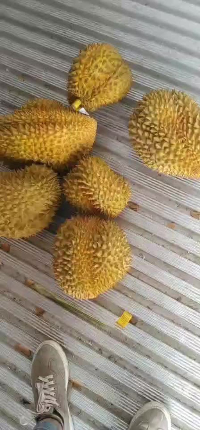 泰国金枕榴莲，长期有货，现场看货，售后保障，电商支持一件