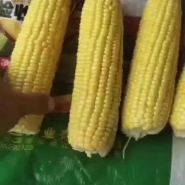 水果玉米782