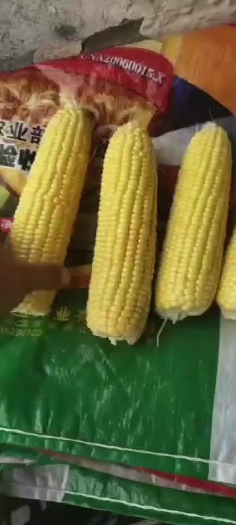 水果玉米782