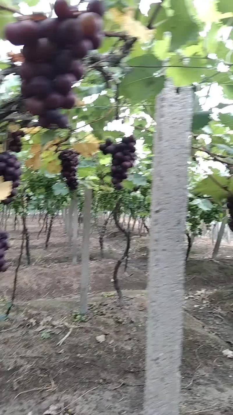 巨锋葡萄热卖中