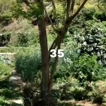 攀枝花~精品蓝花楹