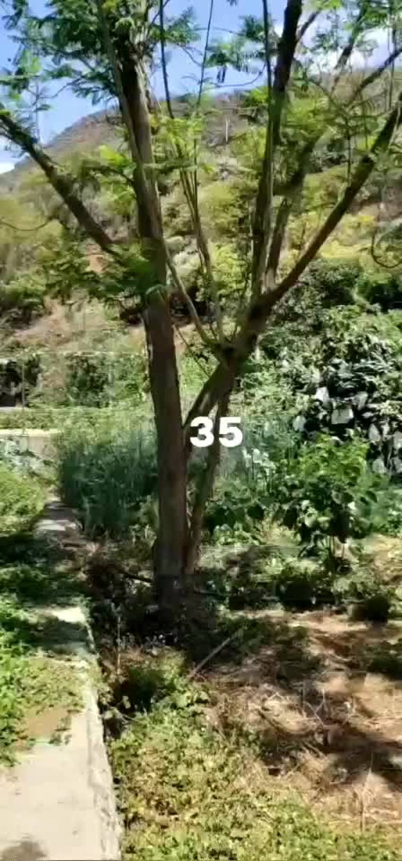 攀枝花~精品蓝花楹
