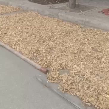 黄精