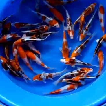 锦鲤