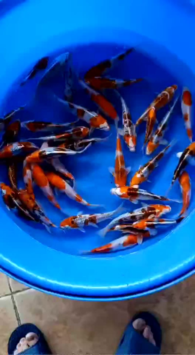 锦鲤