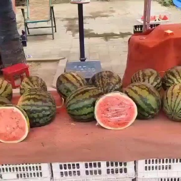 大量批发甜王西瓜