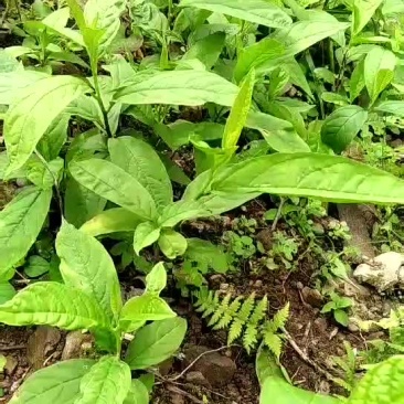 黄花倒水莲苗产地直销