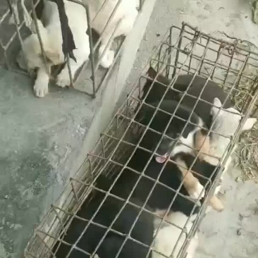 狗崽