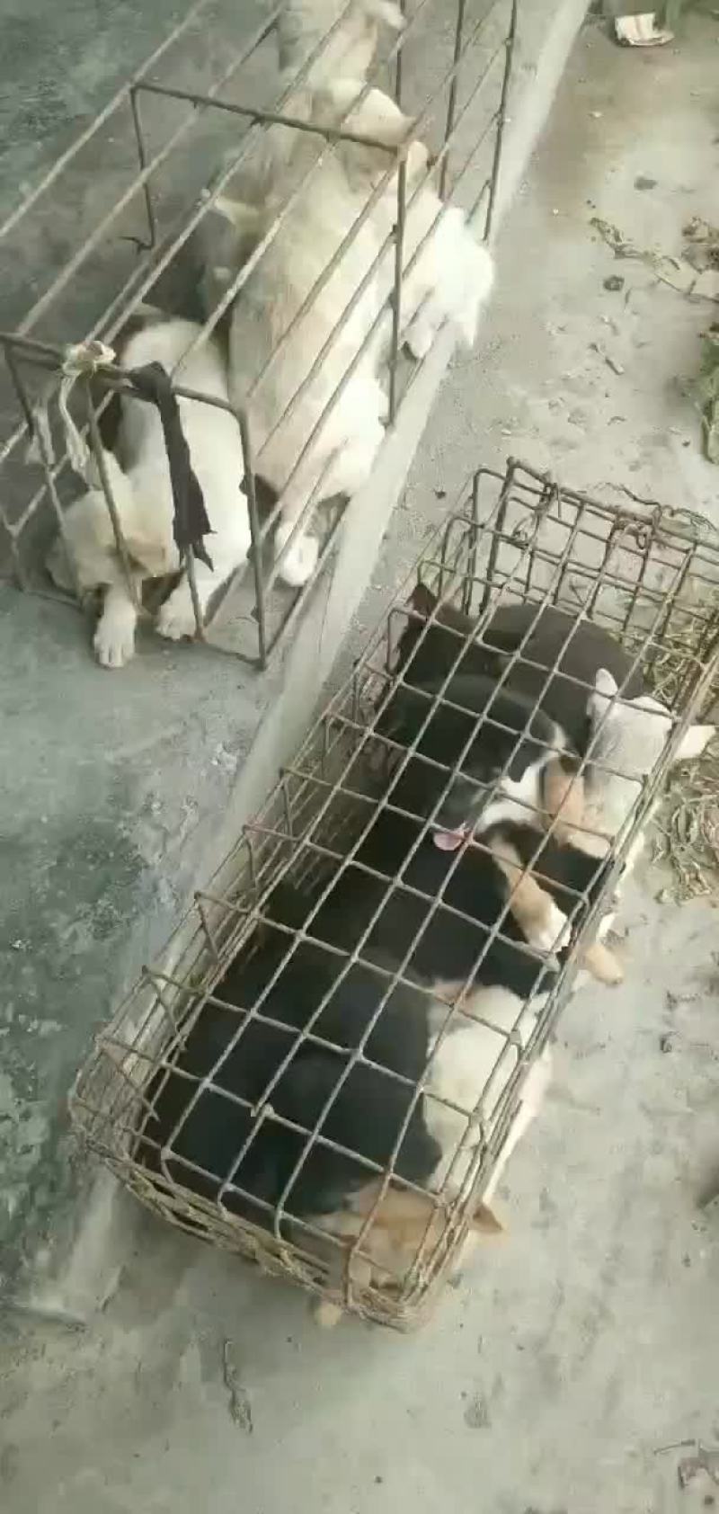 狗崽