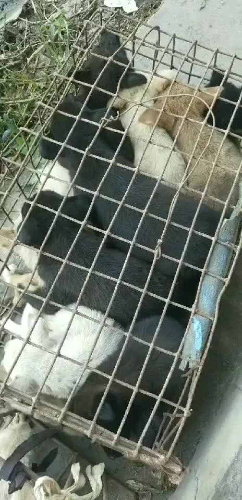 狗崽