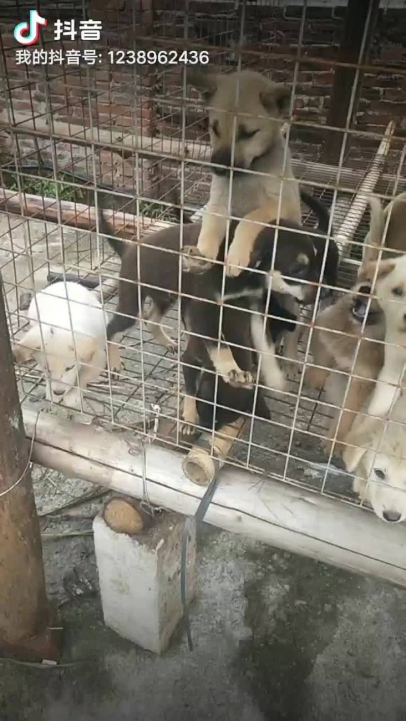 狗崽