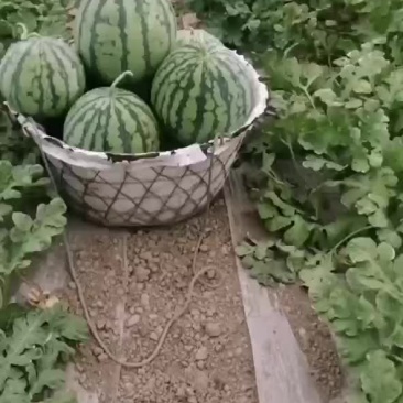 大棚西瓜批发自产自销
