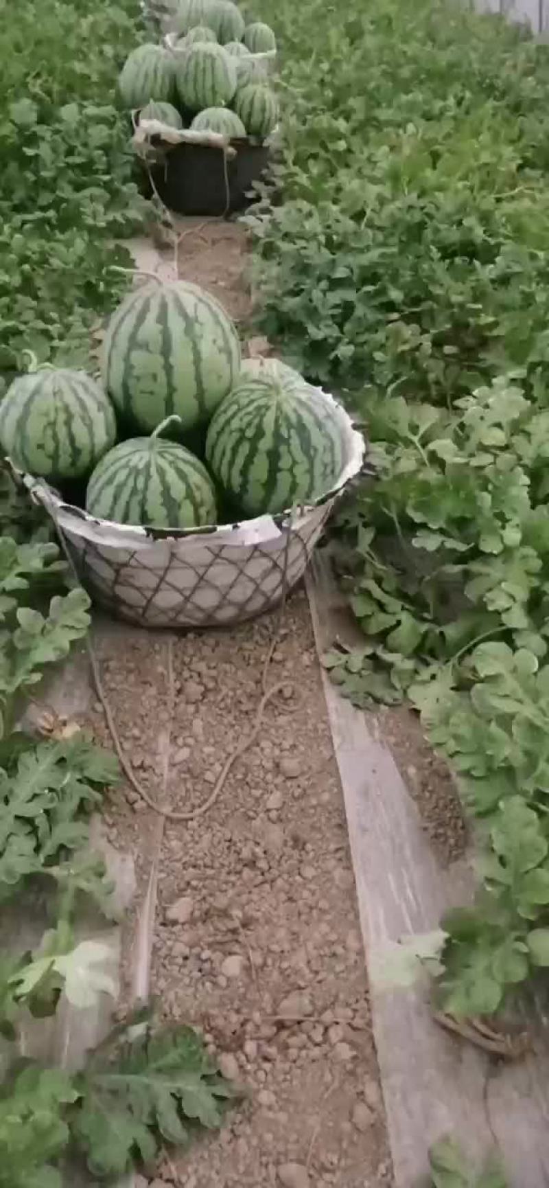 大棚西瓜批发自产自销