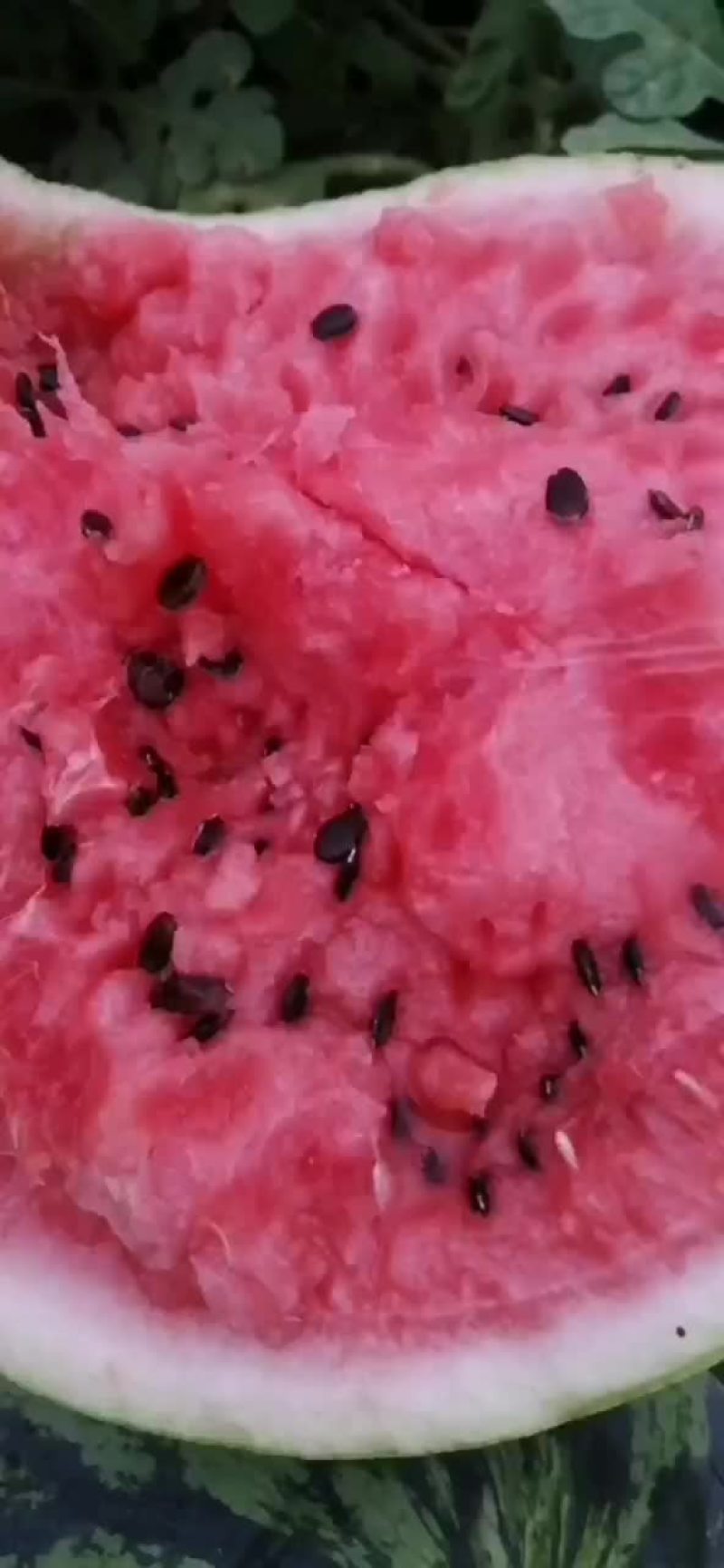 大棚西瓜批发自产自销