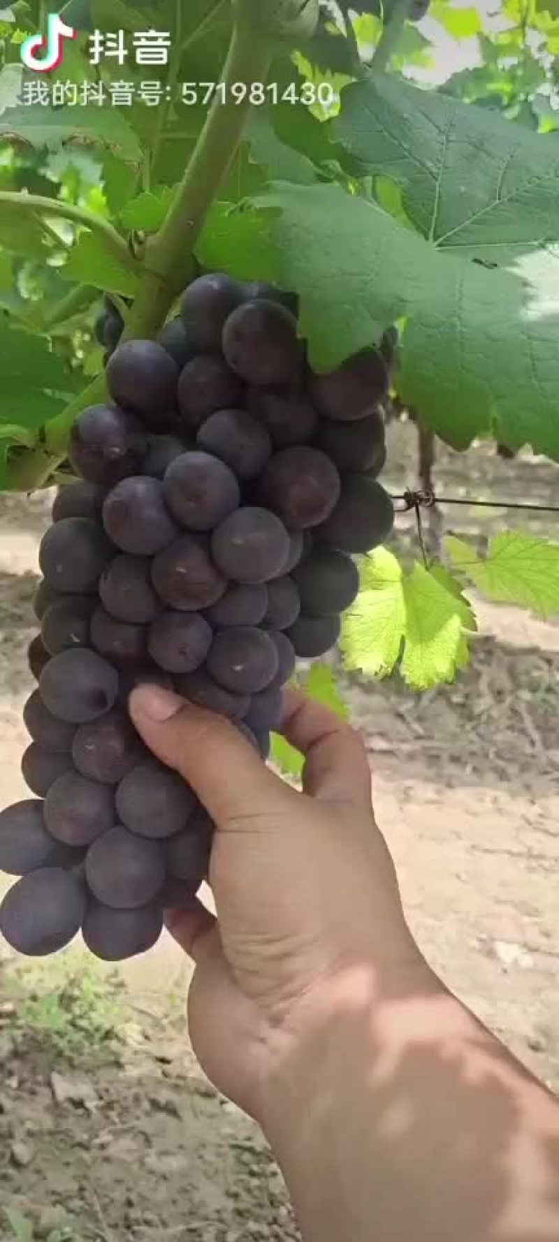 夏黑葡萄