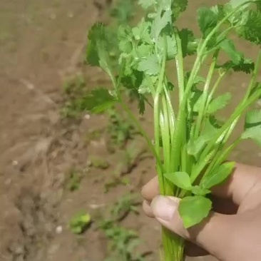 毕节大叶香菜