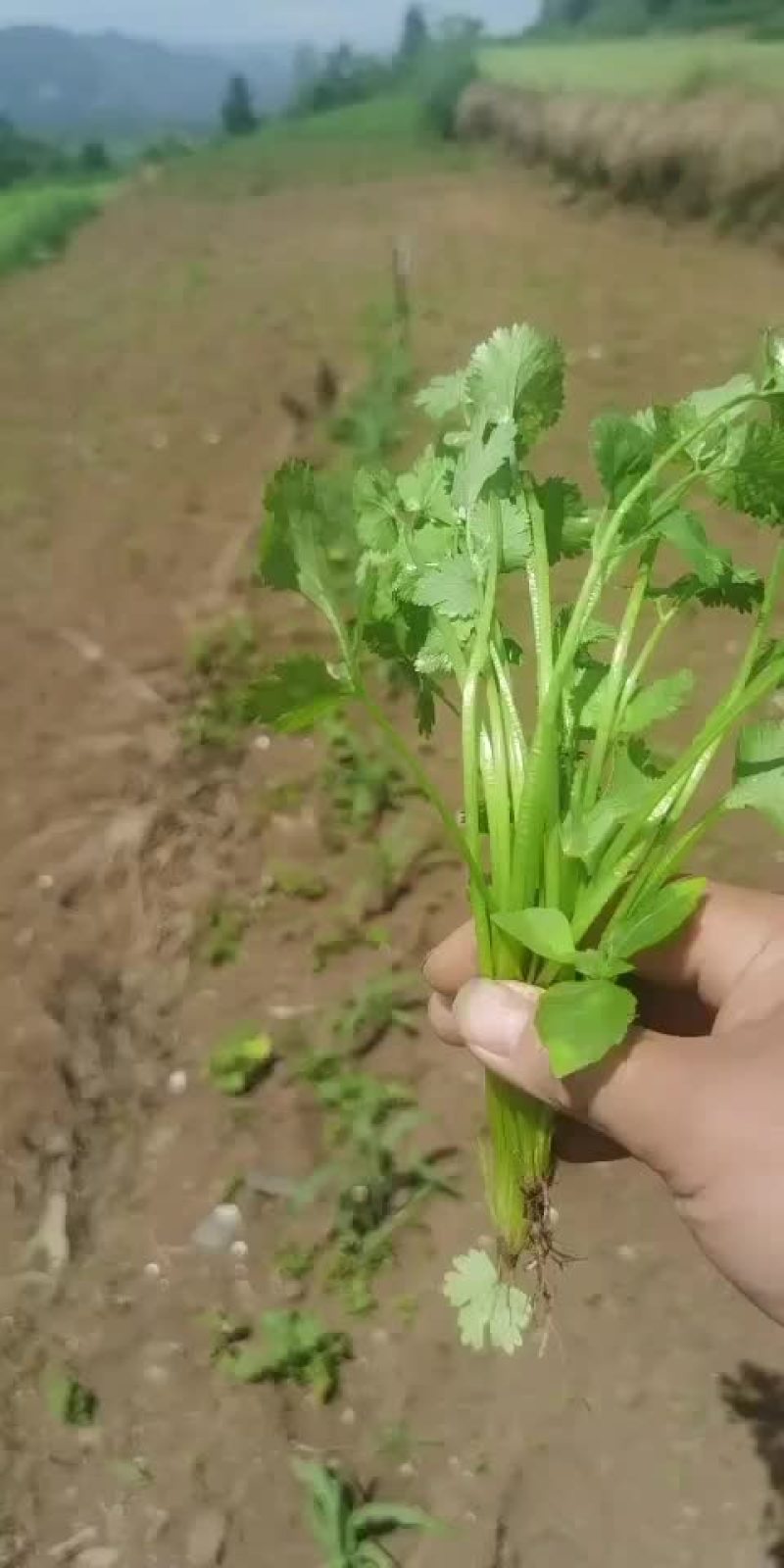 毕节大叶香菜