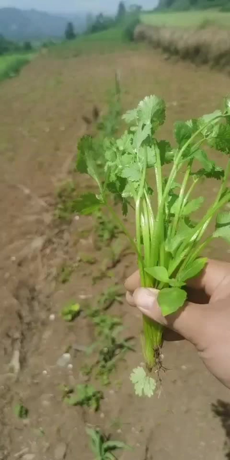 毕节大叶香菜