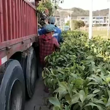 红美人柑橘苗