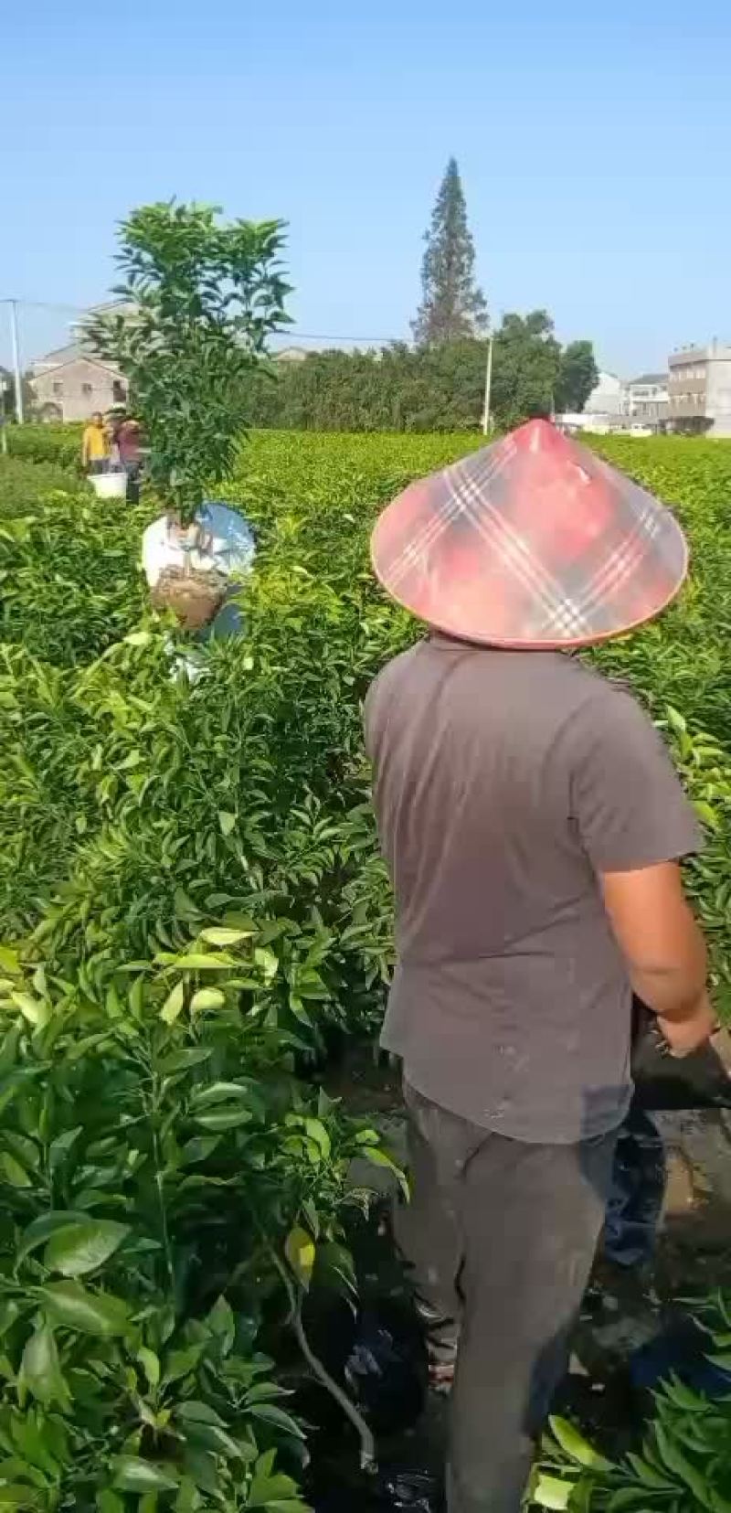 红美人柑橘苗
