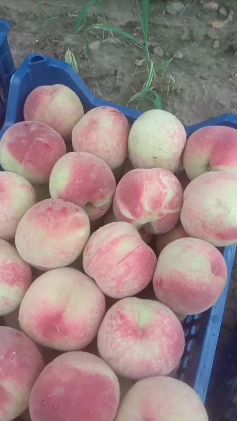 大量供应各种桃