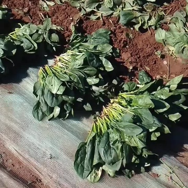 黑苗菠菜