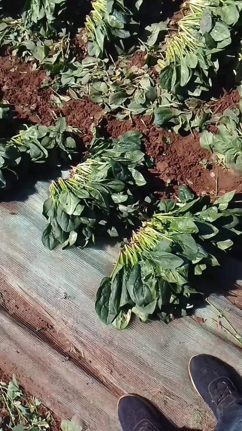 黑苗菠菜