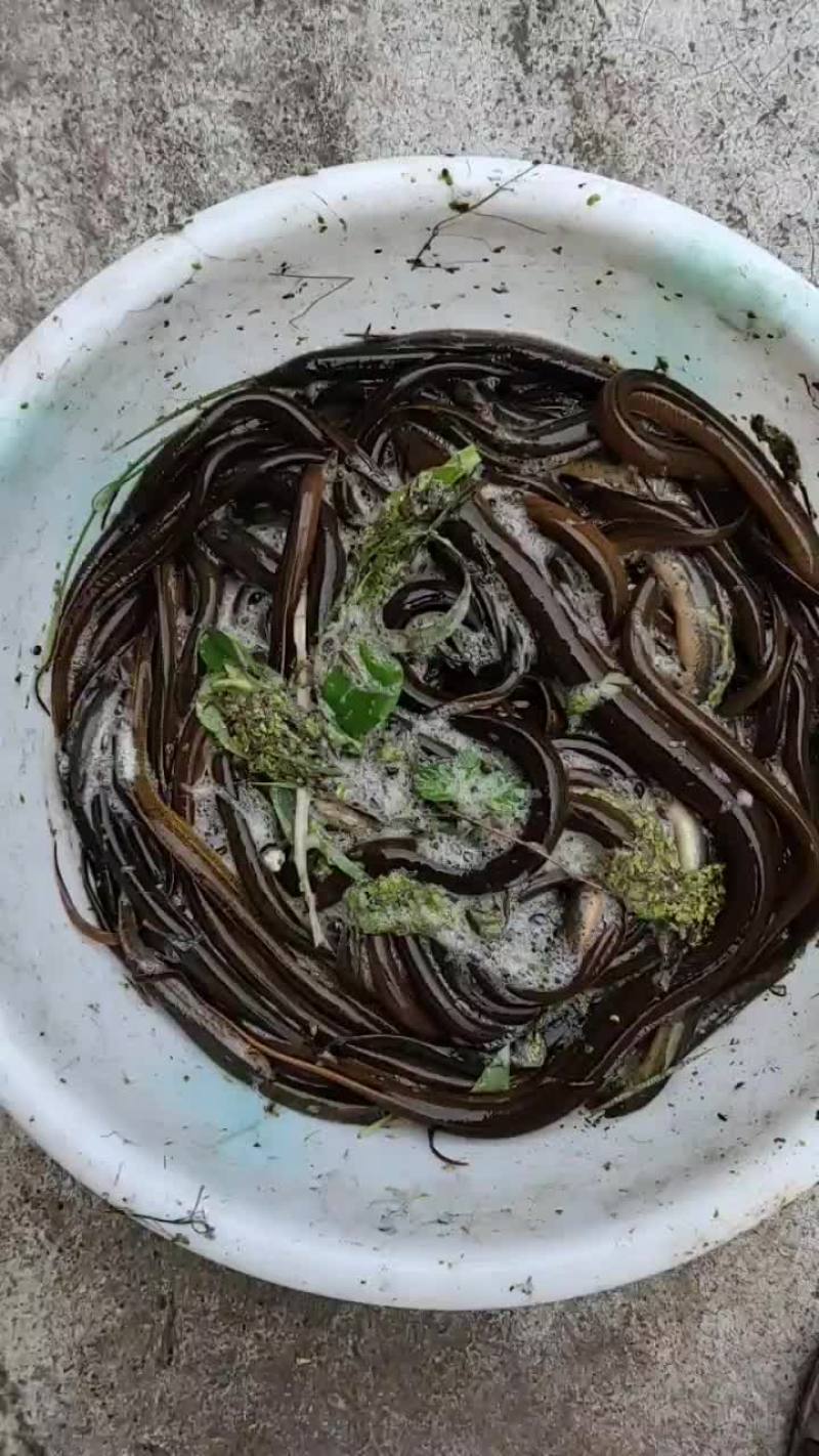 黄鳝