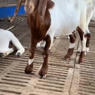 波尔山羊出售中需要的联系
