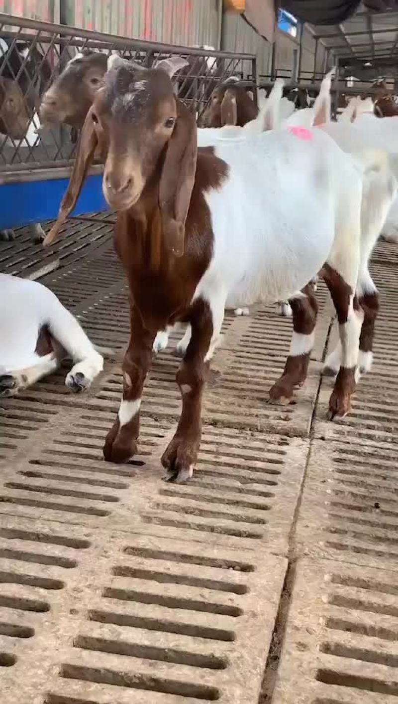 波尔山羊出售中需要的联系