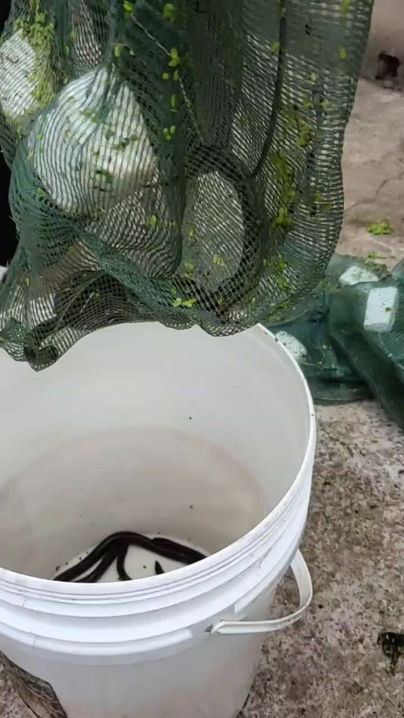 黄鳝