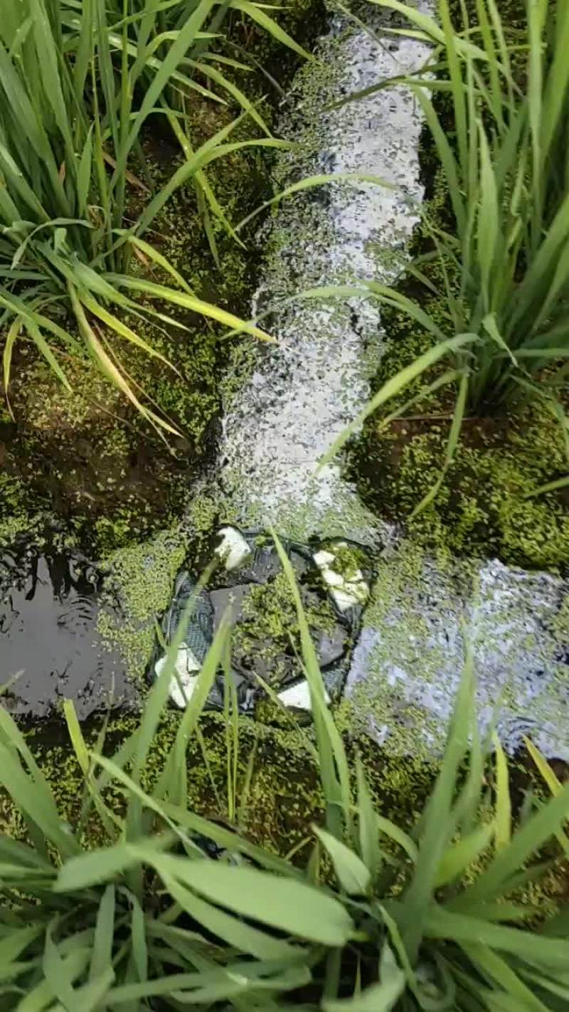 黄鳝