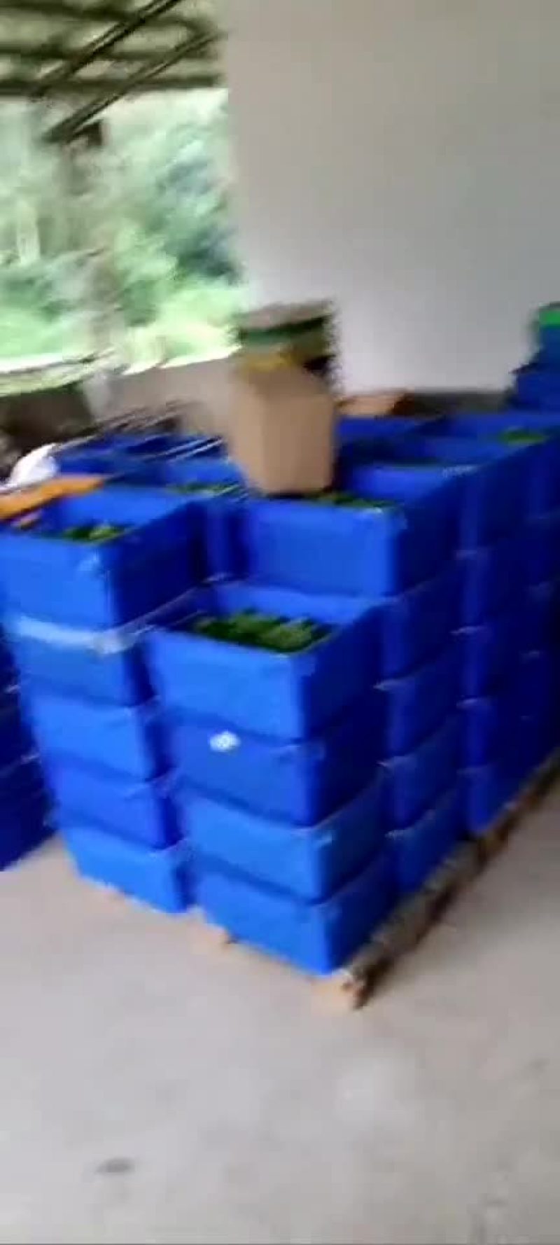 有大量生柠檬